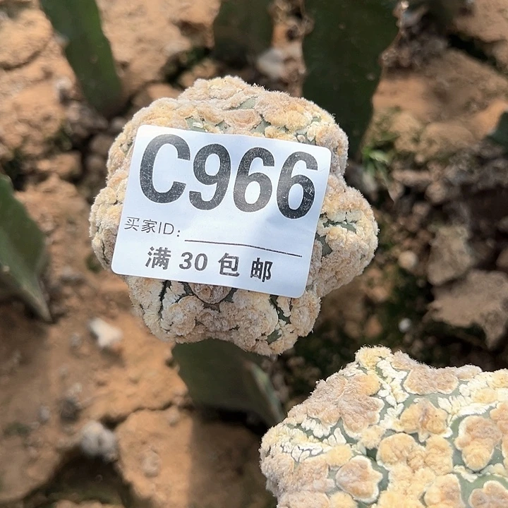 d*g海星兜966号仙人球