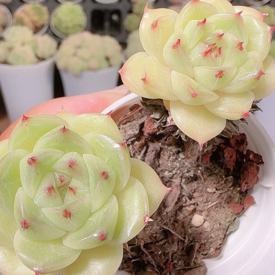 花语逸镜1122-290散