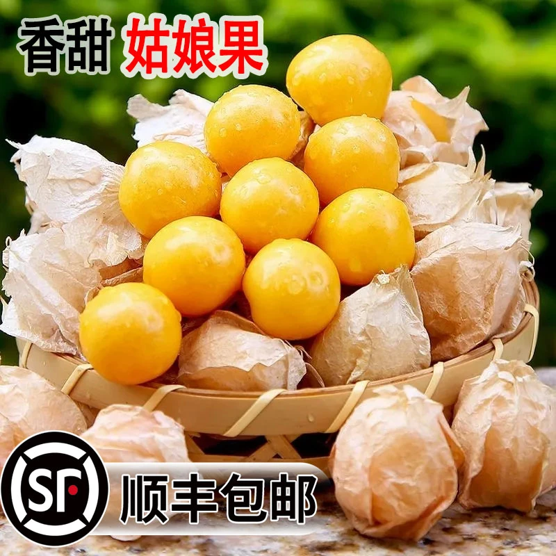 东北姑娘果当季新鲜水果现摘当季黄菇娘灯笼果薄皮甜菇娘顺丰包邮