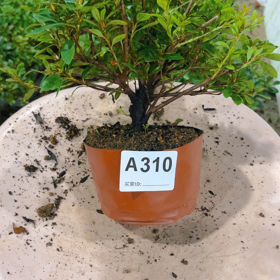 无花朵直播时间一直一直