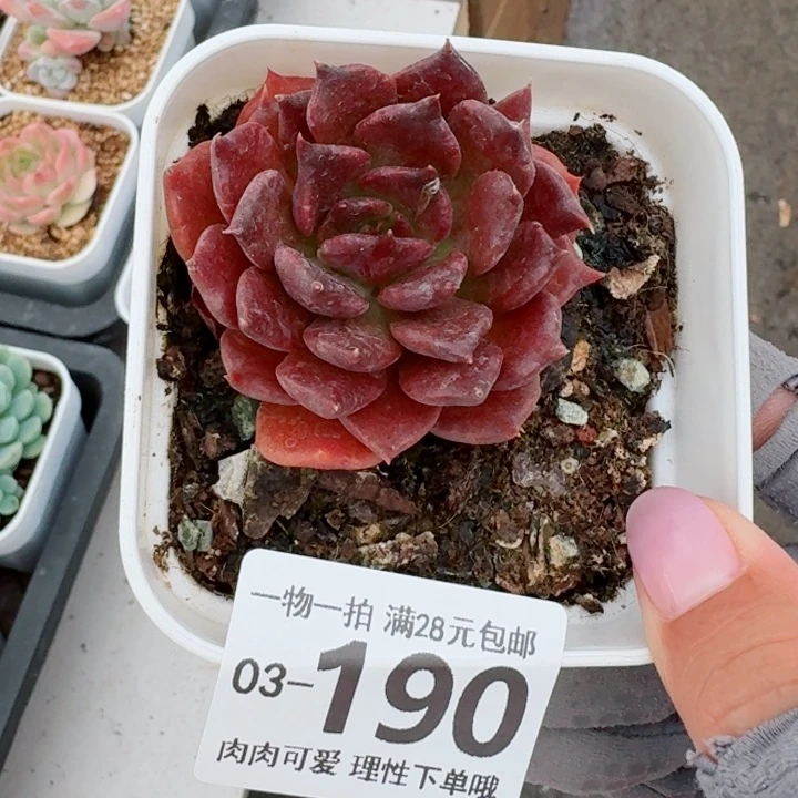 黑饺子皮无盆土发货多