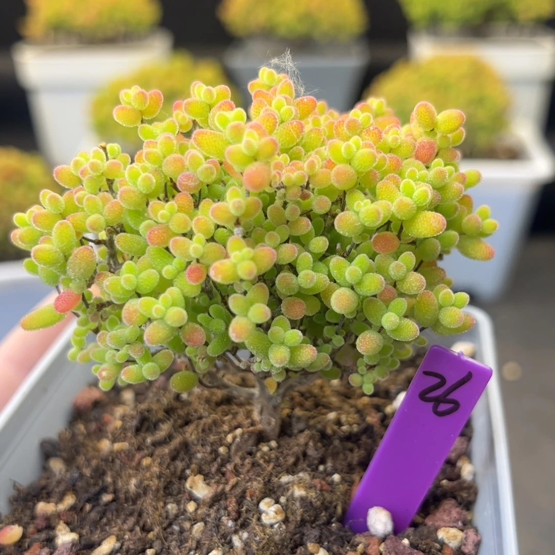 26号10cm盆蜜橘糖球