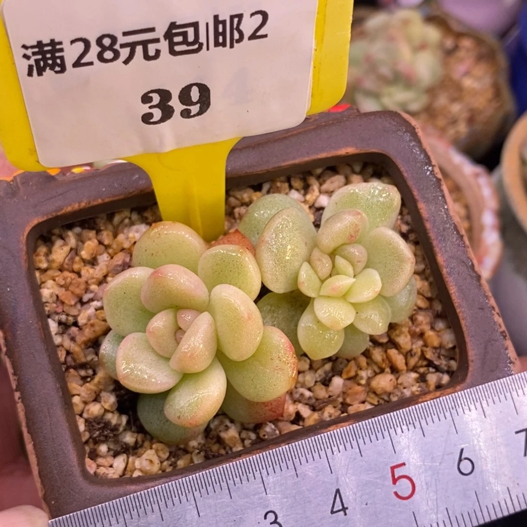 29冰玉石化趴地黄锦……