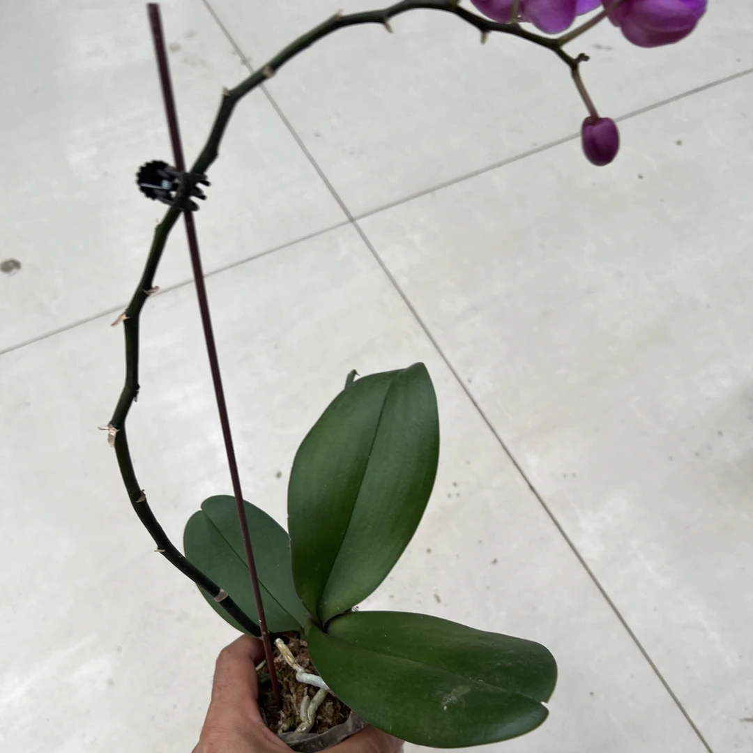 精品单株蝴蝶兰带花带苞植物室内客厅观花绿植四季开花好