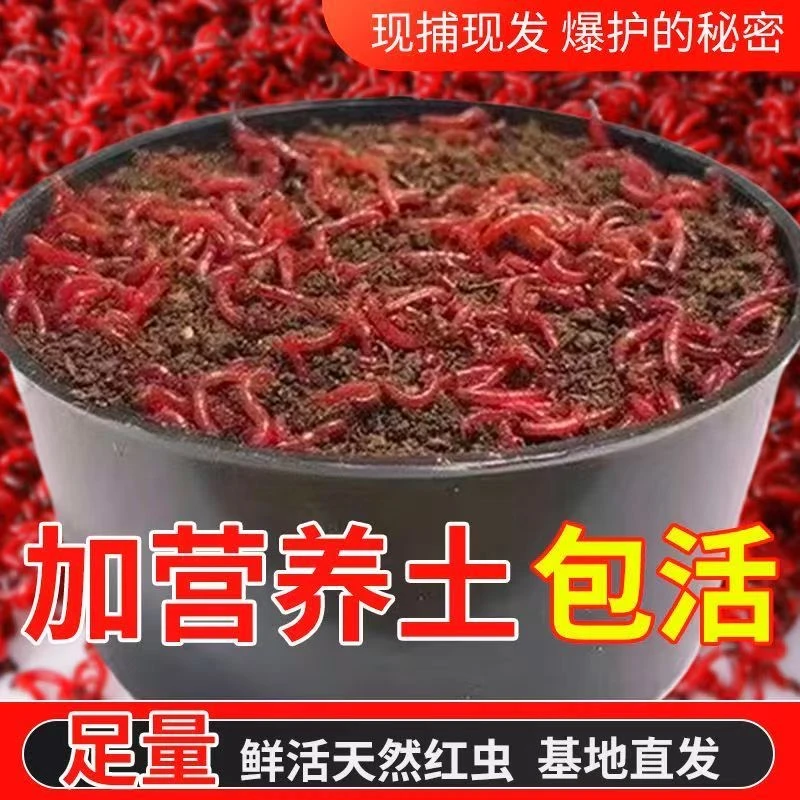 【京东快递送货上门】全面让利降价鲜活红虫！死虫包赔！A3