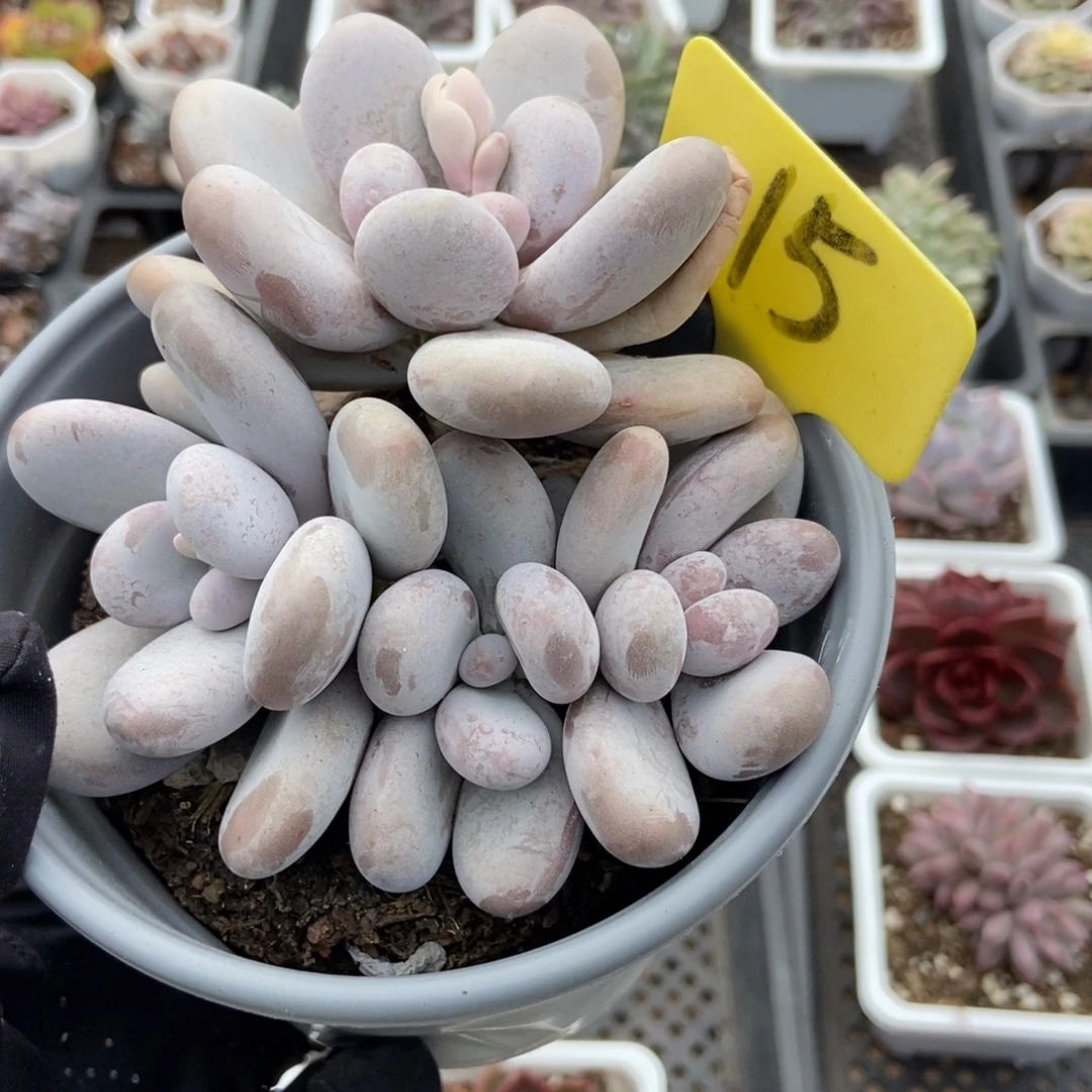 15橙雪球多肉植物多肉
