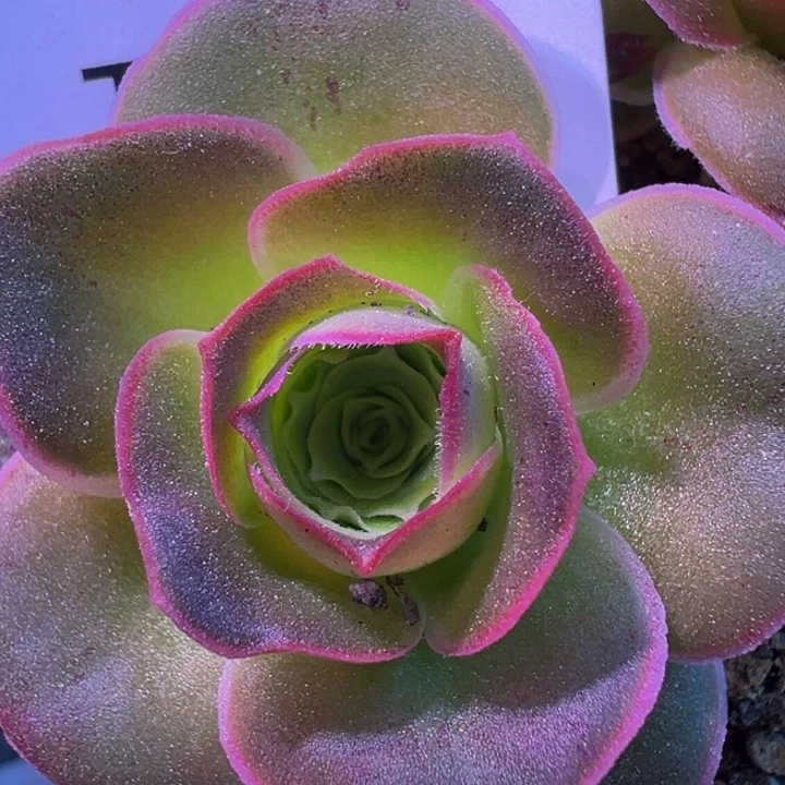 不知名 蕾丝 t018.     多肉