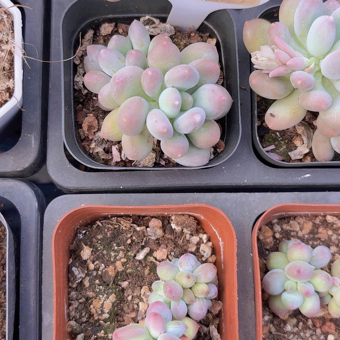 D805溜溜球一物一拍