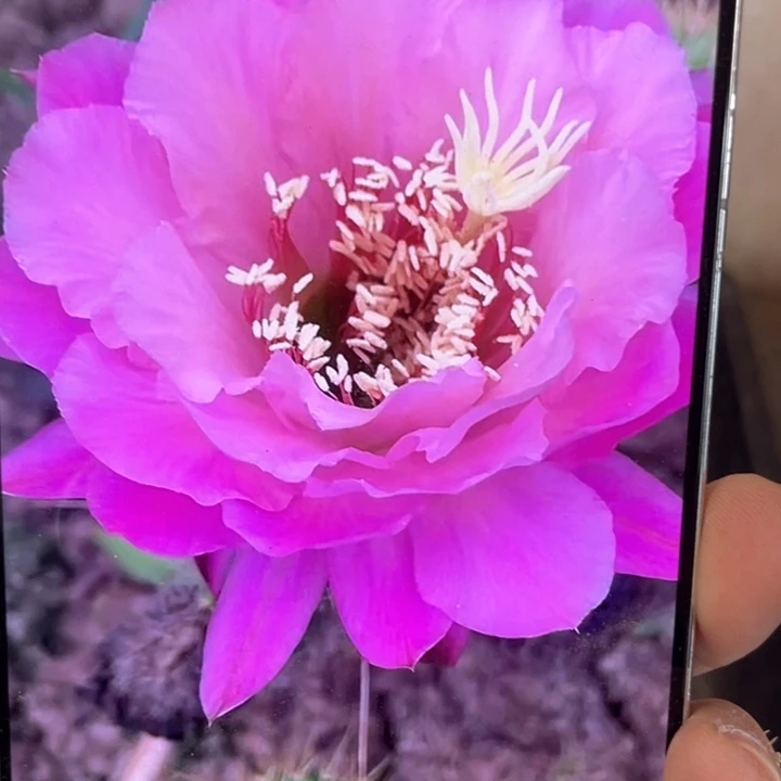 毛花柱糖果8公分满18包邮