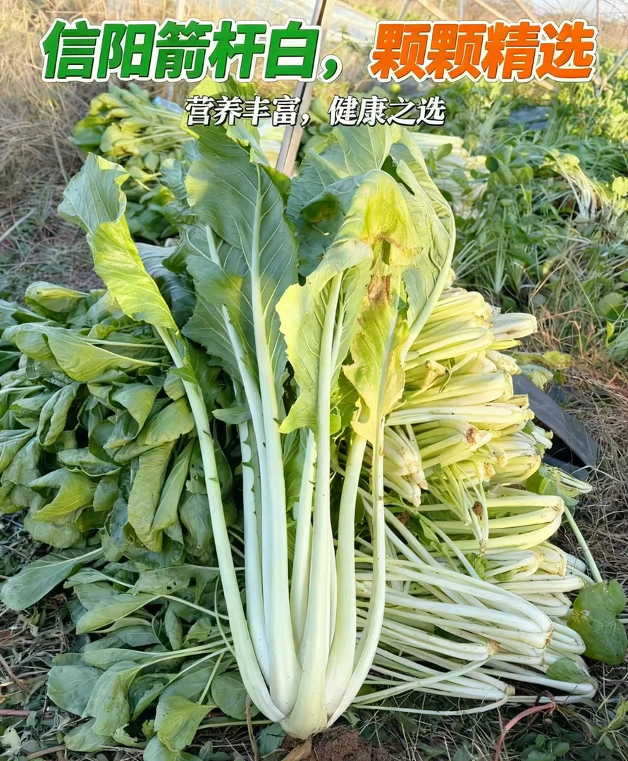 河南信阳特产农家种植箭杆白高杆白菜新鲜蔬菜箭杆白可制腌菜泡菜