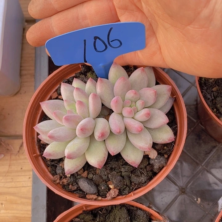 T*T我自己买票吧明天