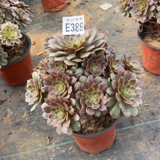 389半夏法师不包断枝