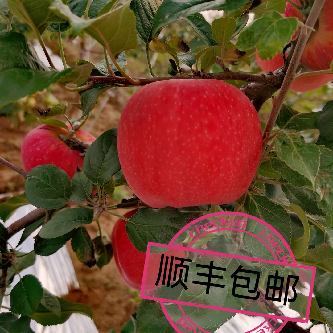 陕西洛川高原红富士苹果脆甜多汁产地直发顺丰包邮
