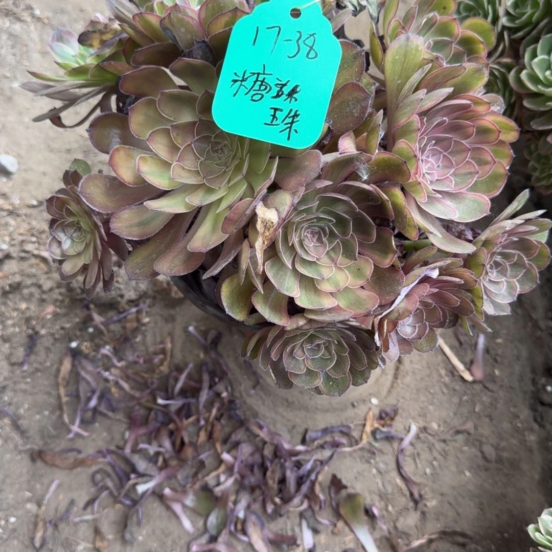 糖***）法师万七彩17-38寄养