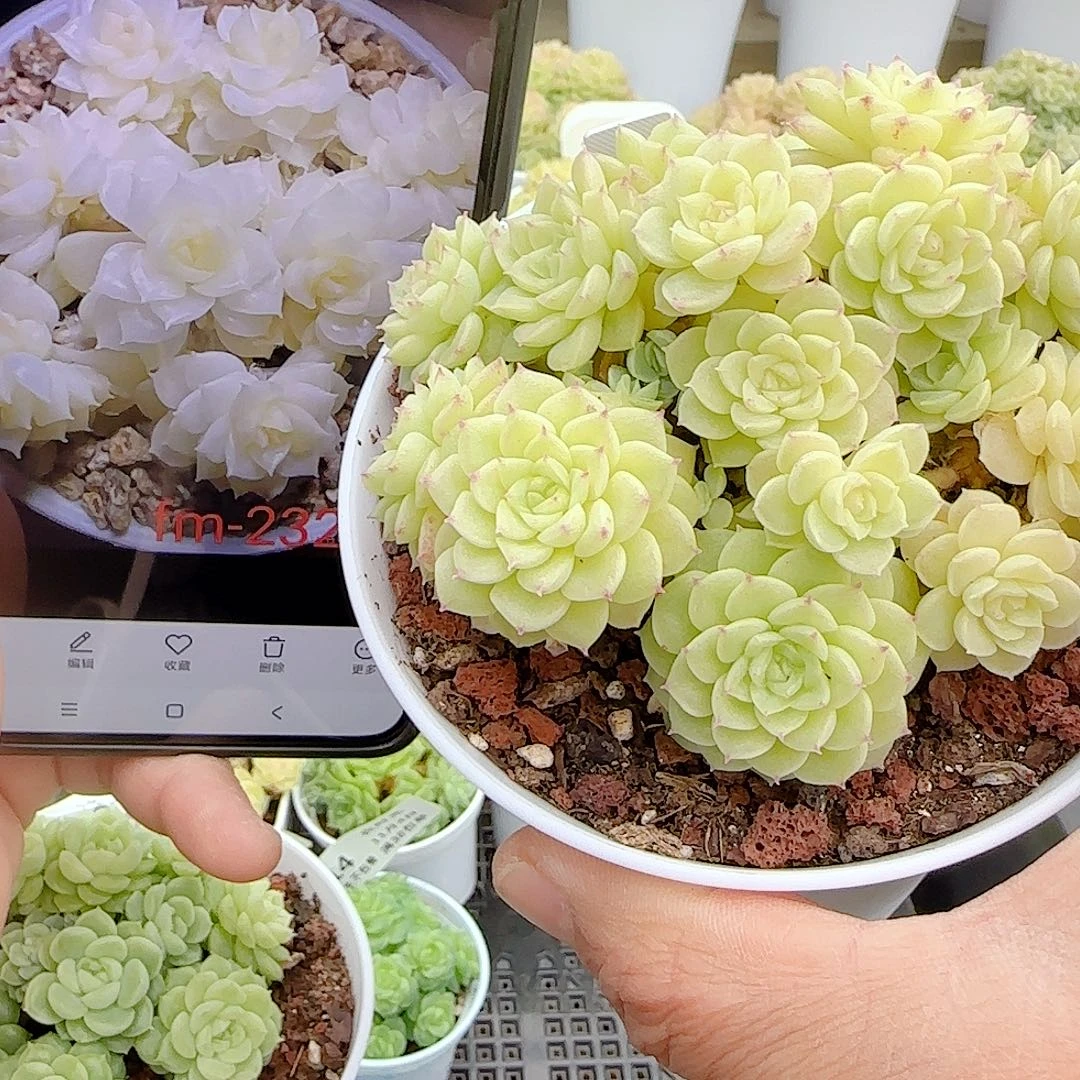 1104-16（fm-232）优选