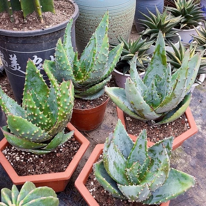 完全开放元宝芦荟裸根发货两个随机