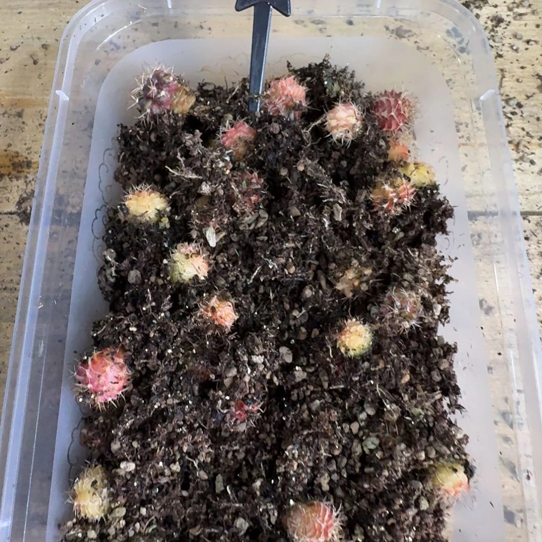 夏***儿米哈实生自然锦115