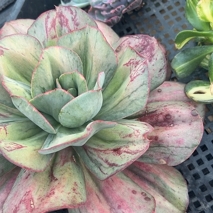 迷伱古琴锦好好看