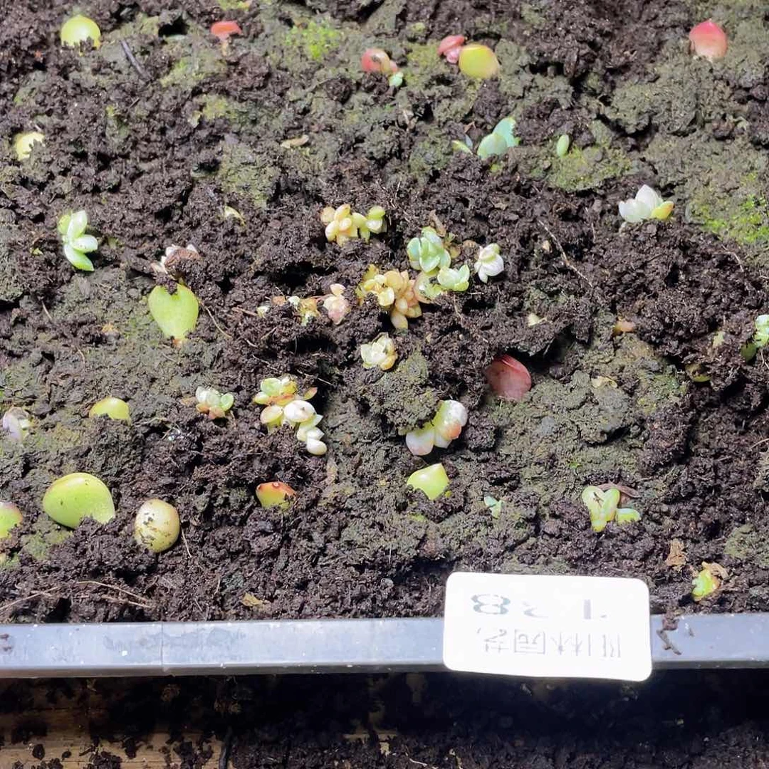 吃****基多肉植物多肉植物138