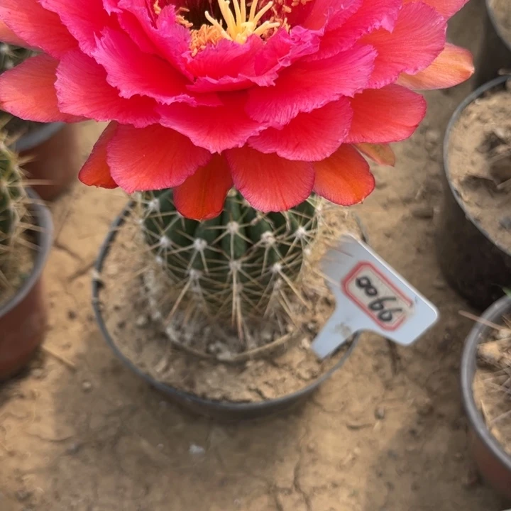 小*0066。毛花柱荣耀加强瑕疵