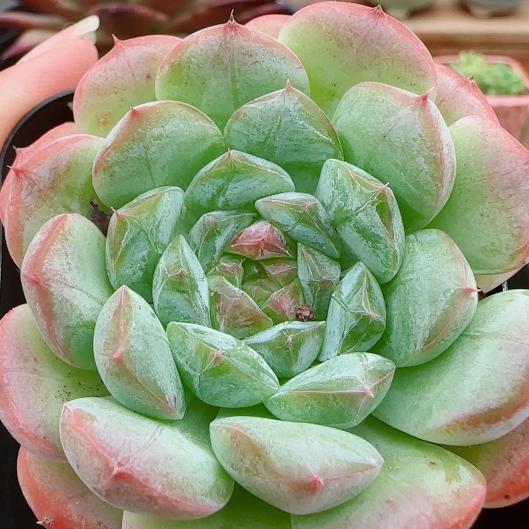 花语逸镜0926-44母本糖心珍妮