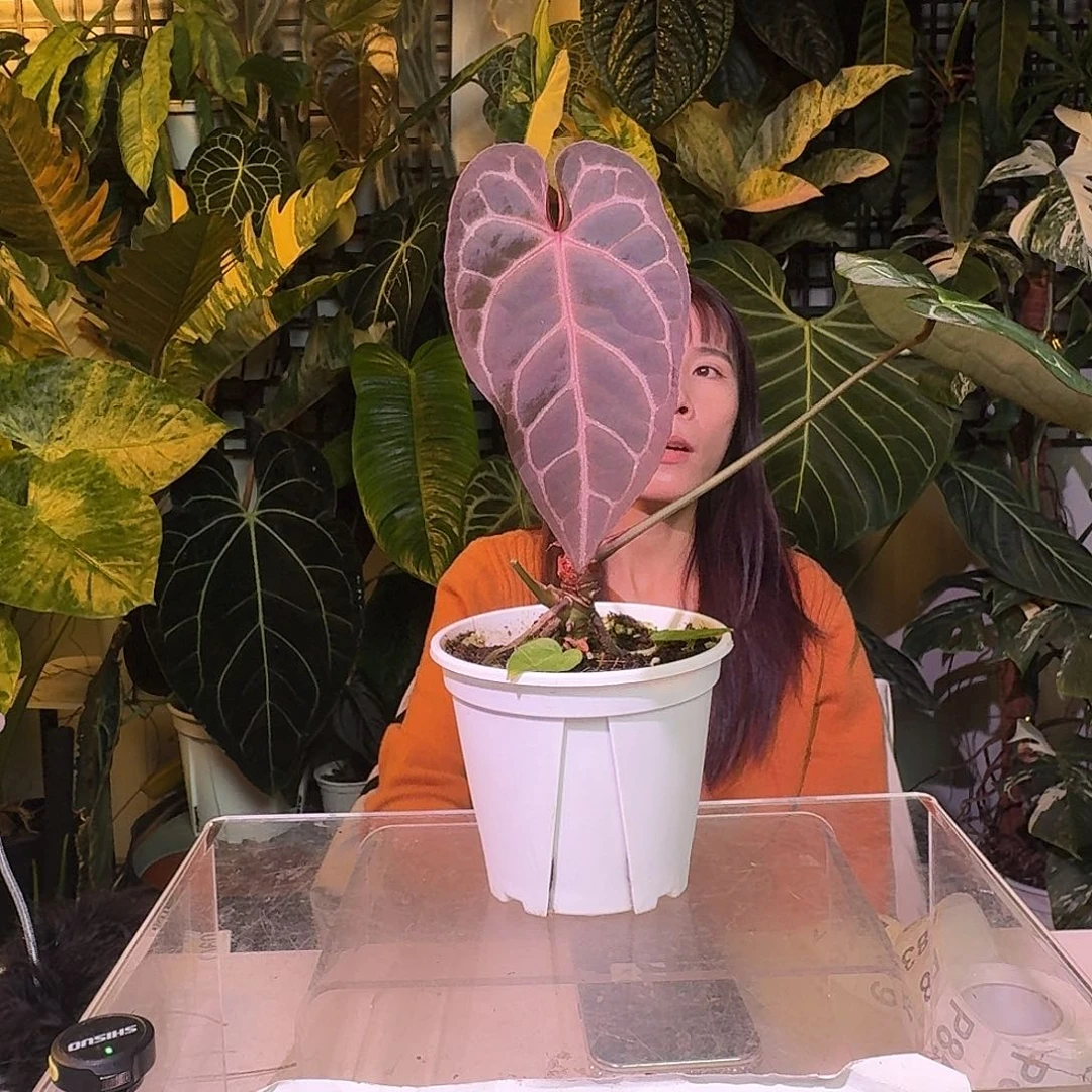 完全开放P74织梦者杂紫水晶