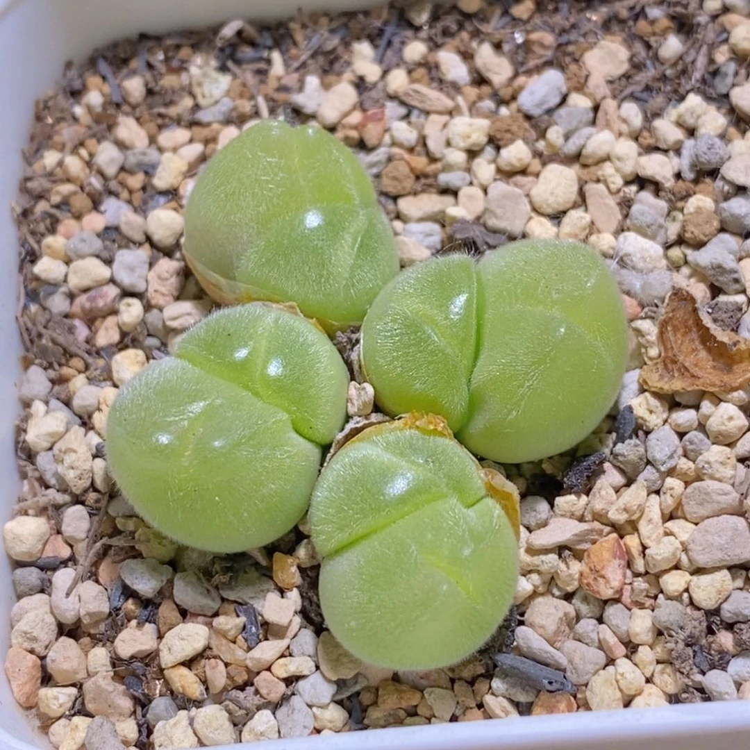 好看好看好看长毛