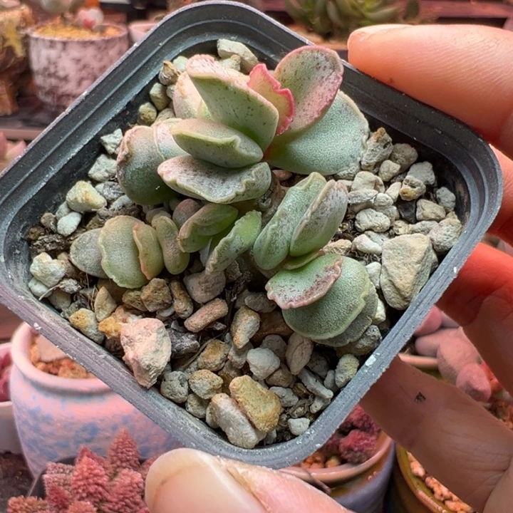 一物一拍，感谢支持