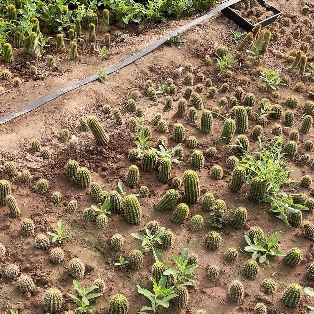 带根毛4颗品侧牙别呀20包邮