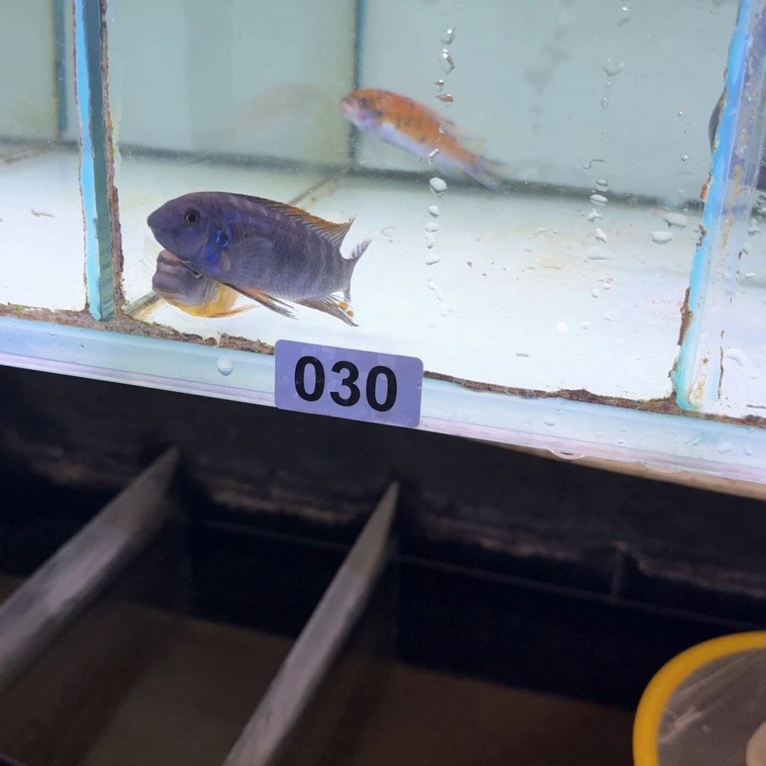 慈鲷鱼85号米坦得86号卡丑