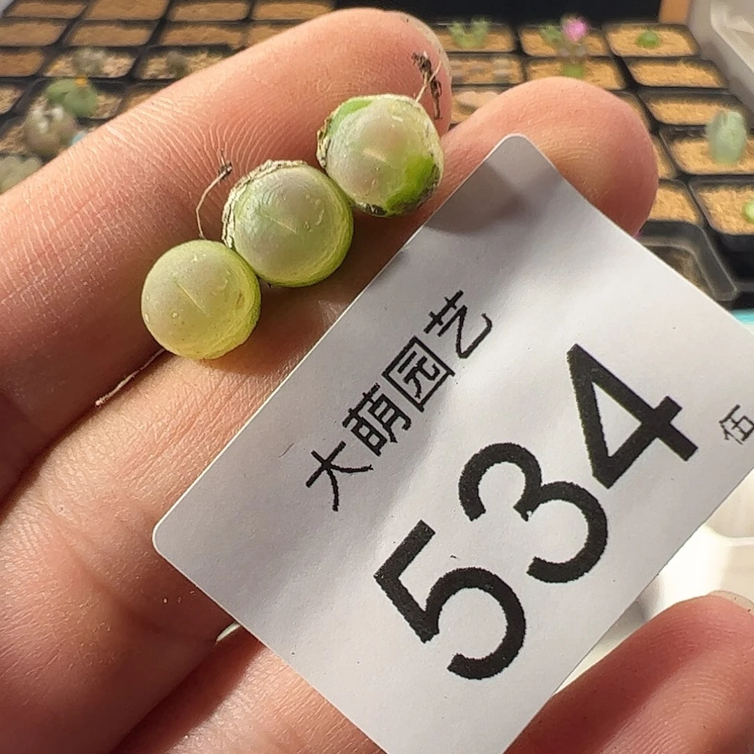 一物一拍默认微瑕。  534