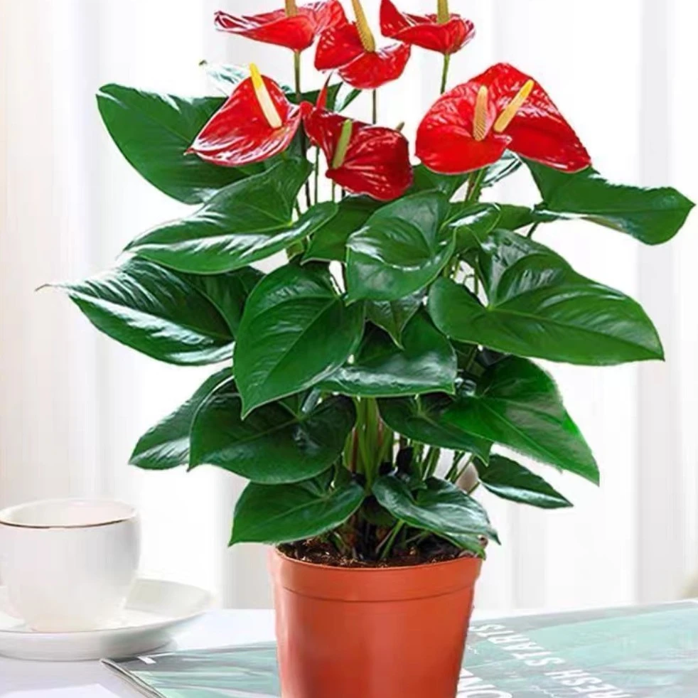 红掌盆栽AJ四季开花绿植花卉室内30—40cm种植盆