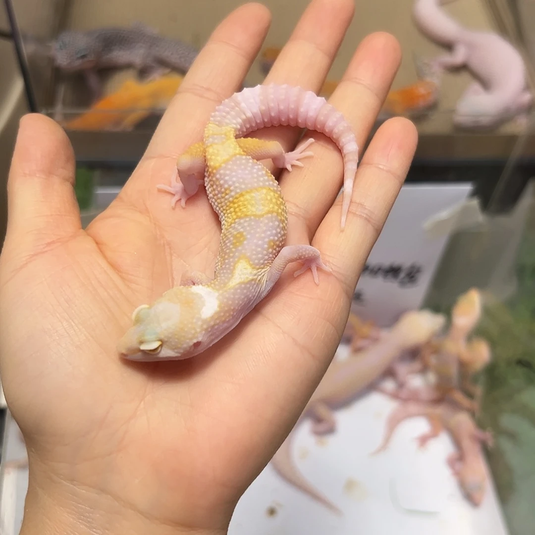 豹纹守宫豹纹守宫