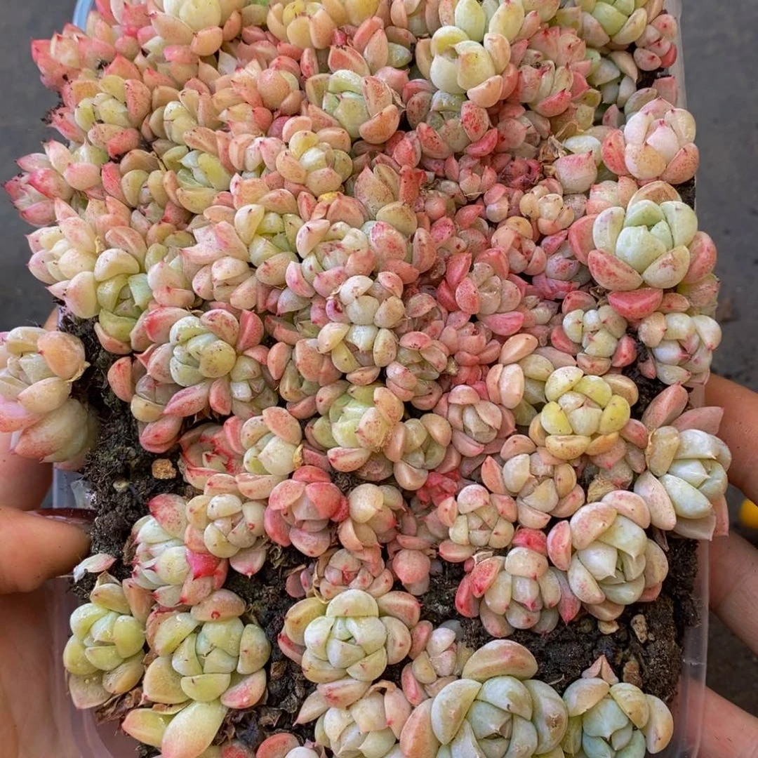 464的人和我一起看的