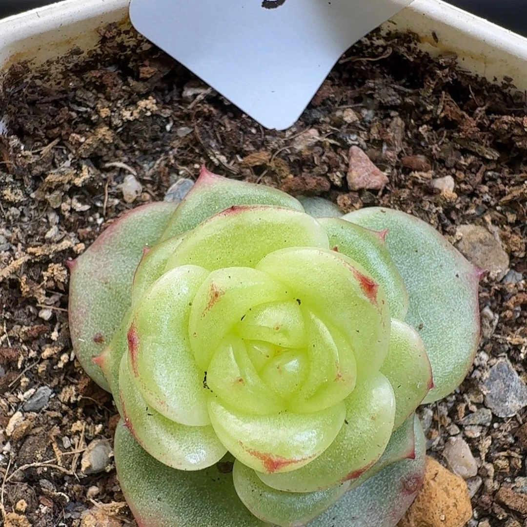 一物一拍一物一拍917-581