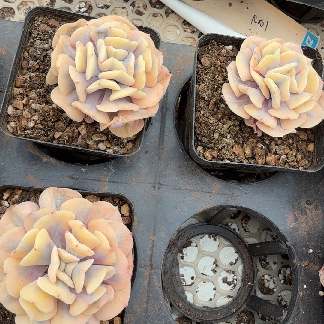 雪精灵覆轮锦单头（量拍）脱土