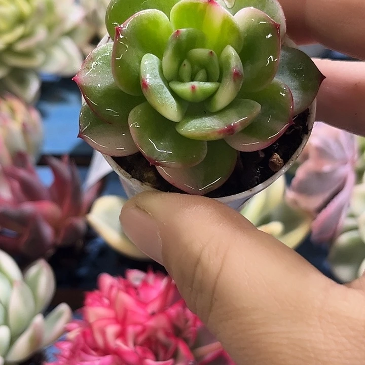 156三文鱼拉丝锦炸多肉植物