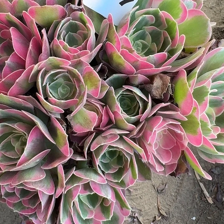 法师多肉植物17−37