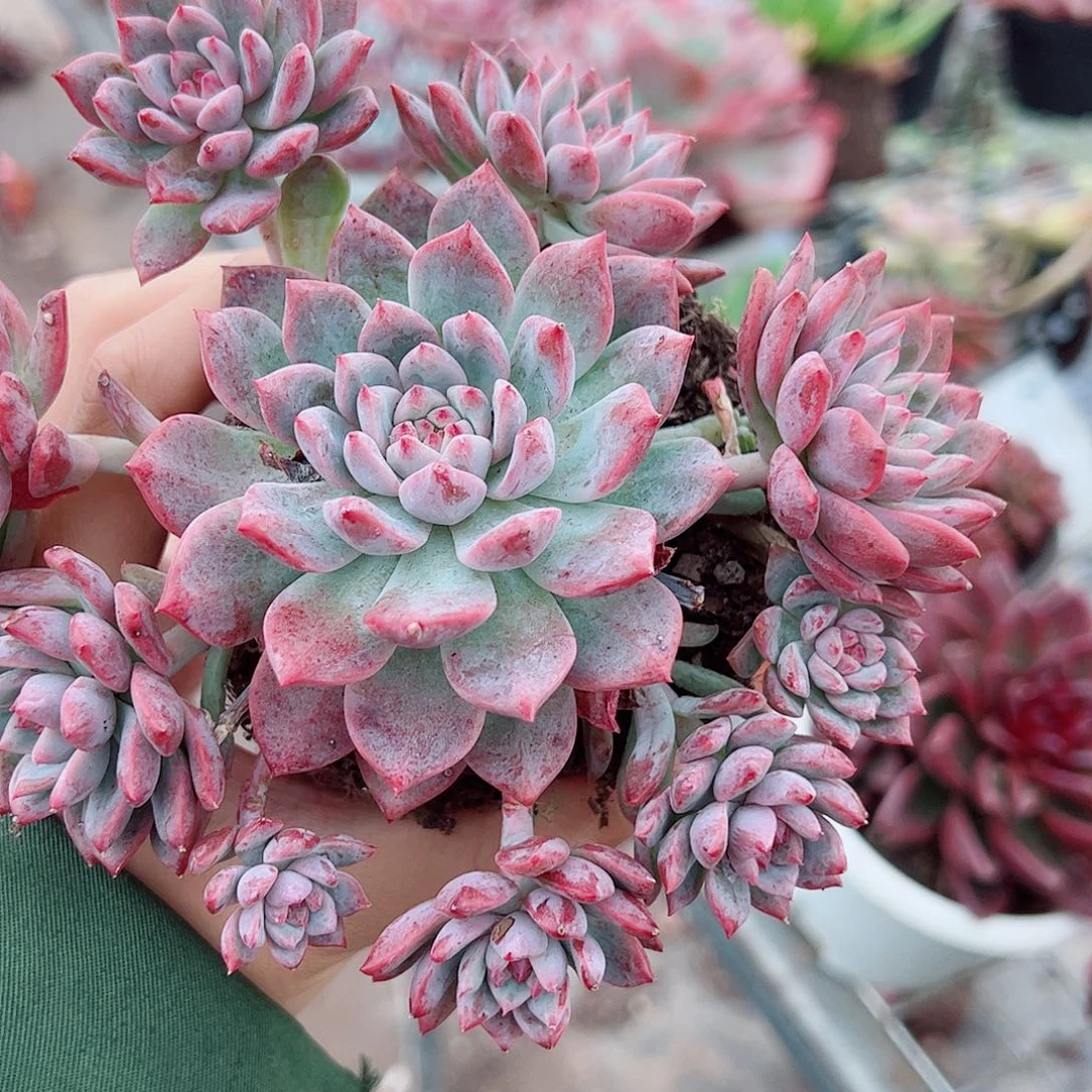 霜花多头造型精品特价