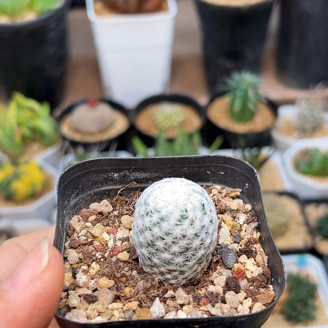 萝卜根白鸟一颗