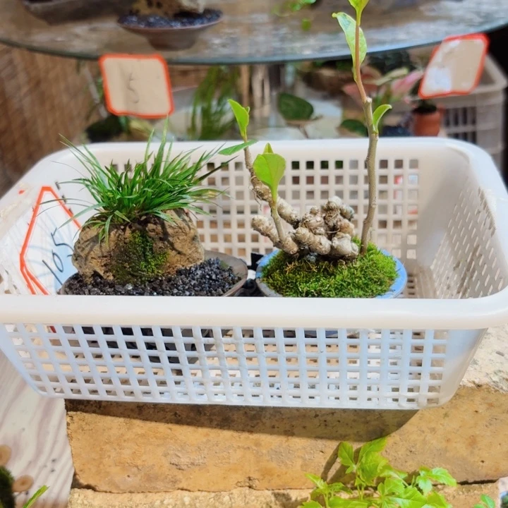 无花朵大*一物一拍所见即所得108