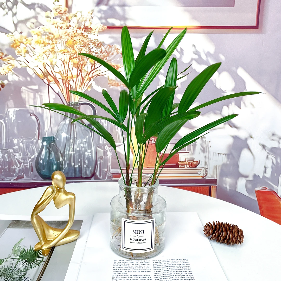 棕竹平安竹室内客厅办公室水培植物花卉绿植盆栽净化空气好养易活