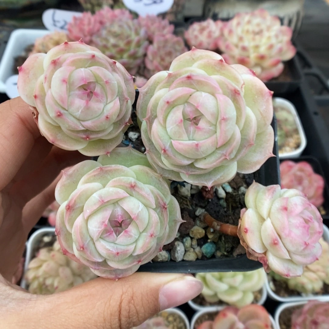 白芷珍妮群生527号