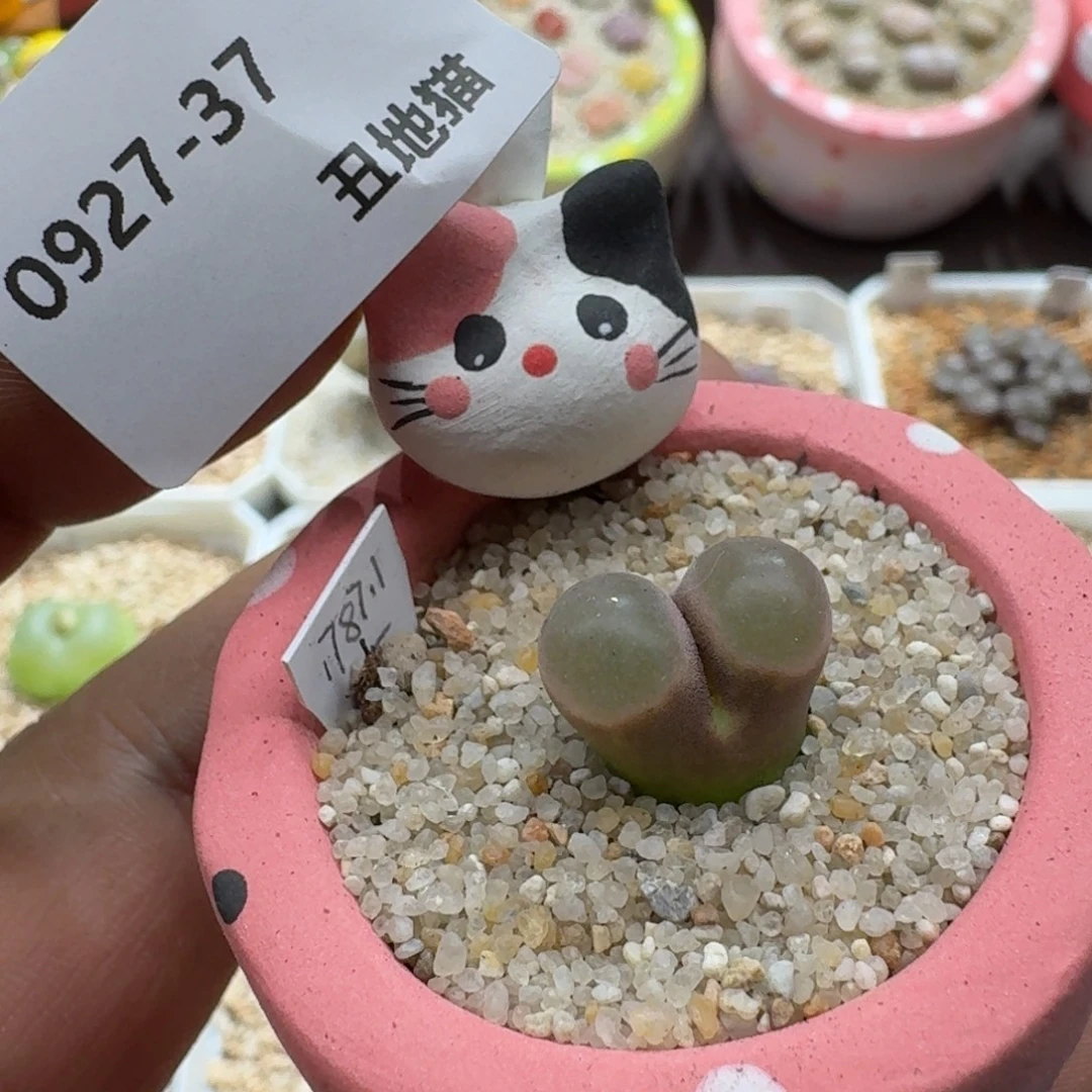 半***光0927-037肉锥带盆