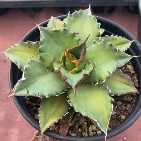 大仁王冠12龙舌兰