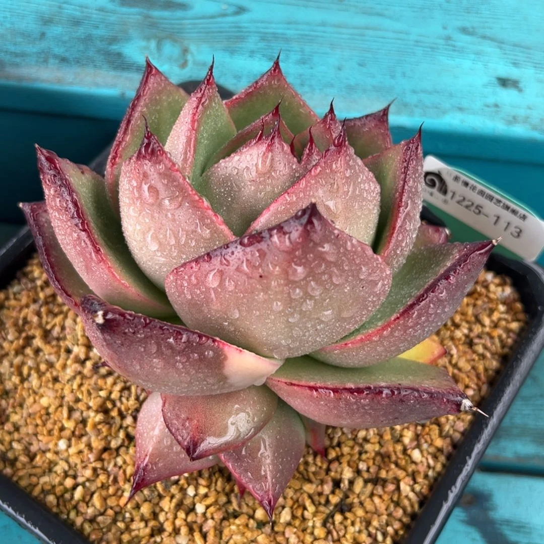 从前慢花园多肉编号1225-113