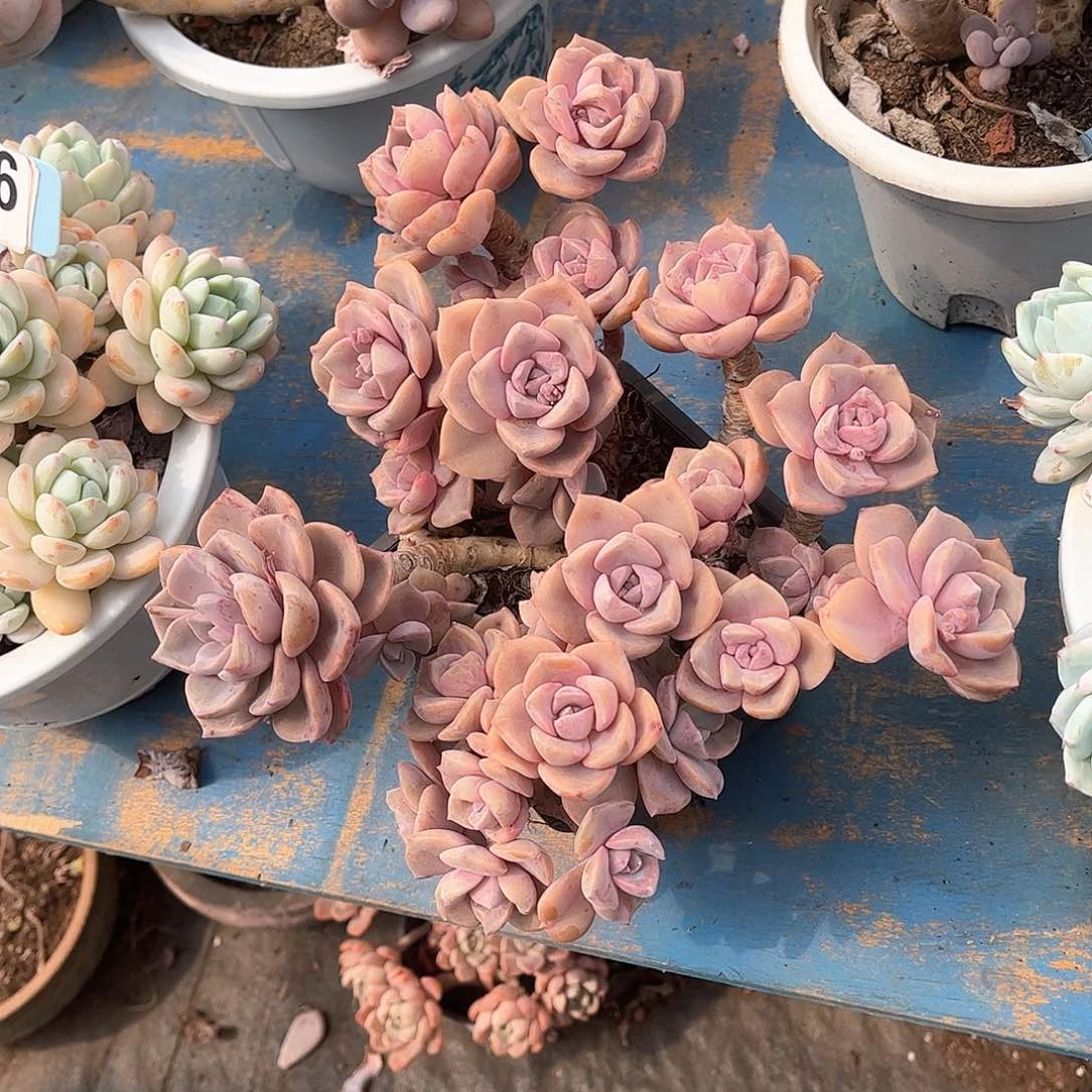 ?****?彩虹糖多肉13