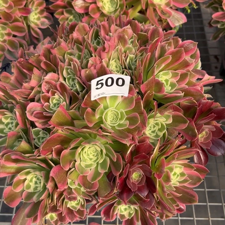 500白凤30厘米左右