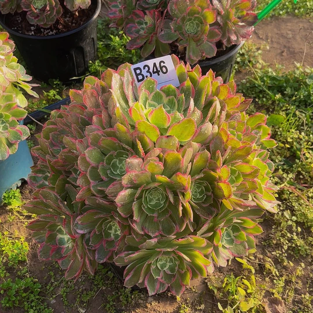 @****万彩灯一物一拍346