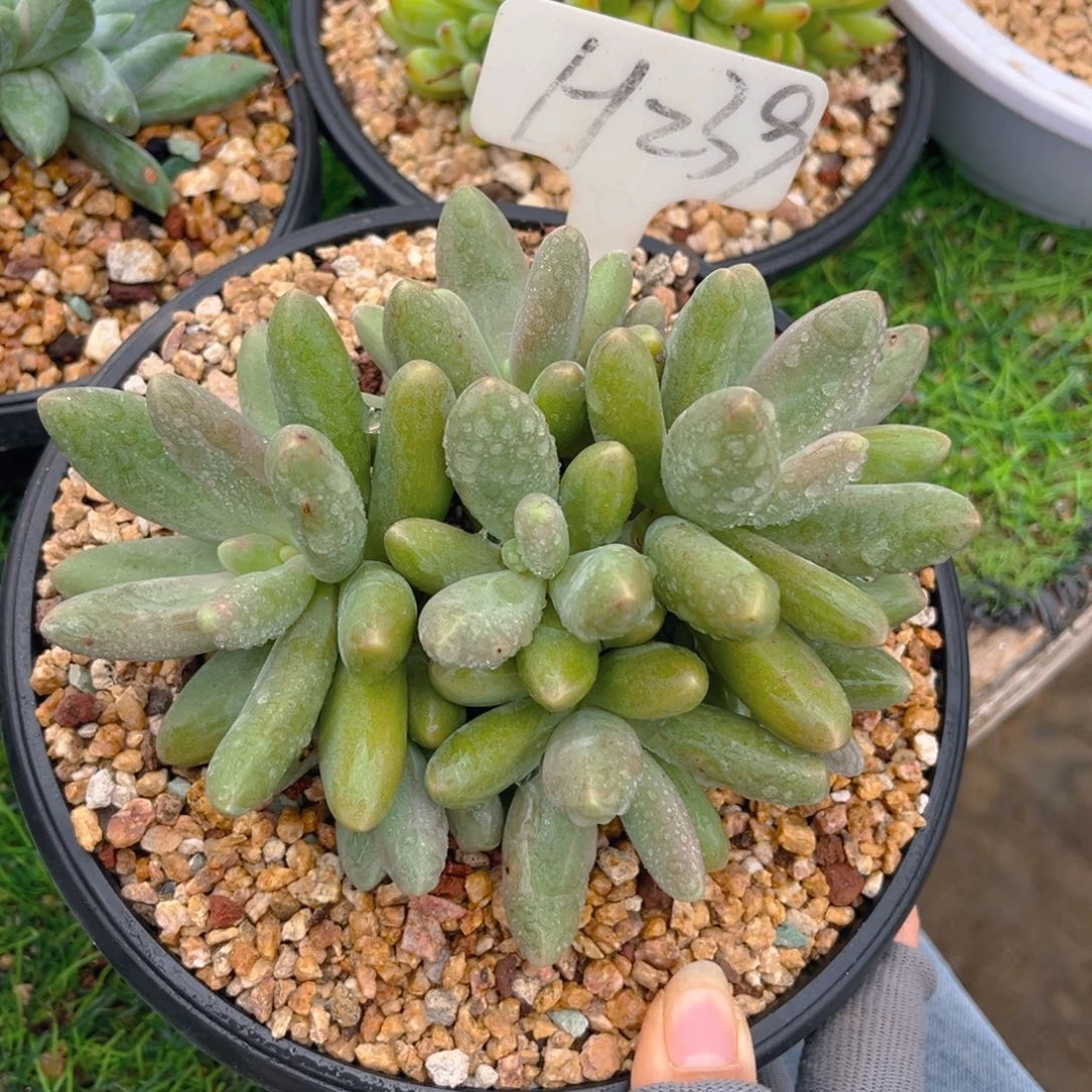 糖果美人8888888888